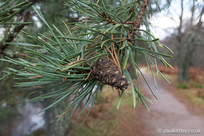Pine foliage and cone next to a woodland footpath