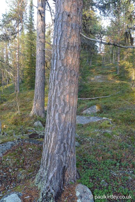 Maturing scots pine tree trunk becoming more brown and less orange