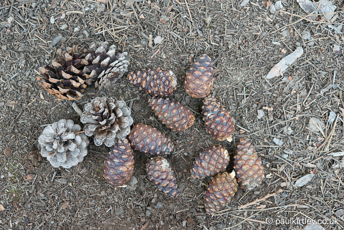 A collection of red pine cones on the ground, some fresh and closed, some old and opened