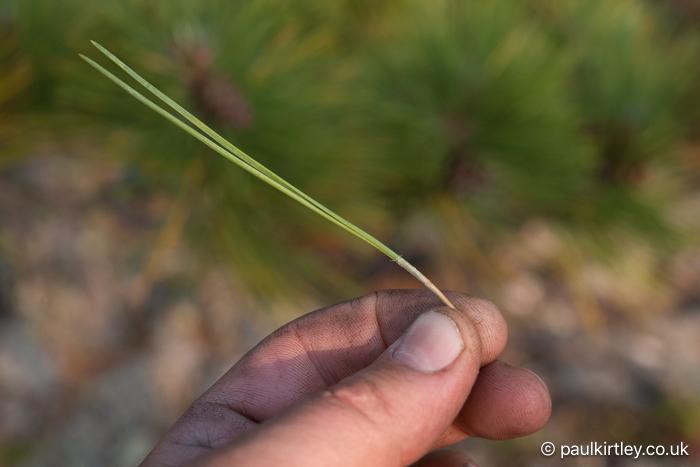 A pair of long pine needles held between finger and thumb