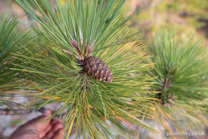 The end of a red pine branch showing a dense collection of needles and a cone.