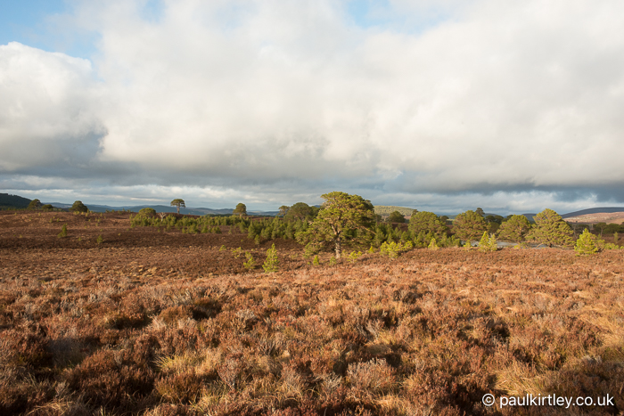 Scots pine trees of various sizes becoming established in heather moorland