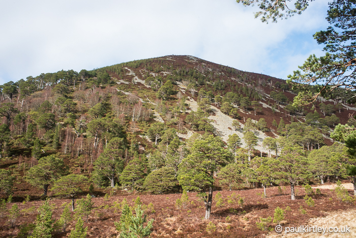 Scots pine and birch trees re-populating a hillside in Scotland