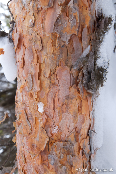 Young Scots pine tree bark, papery and orange-pink, shedding in thin scales