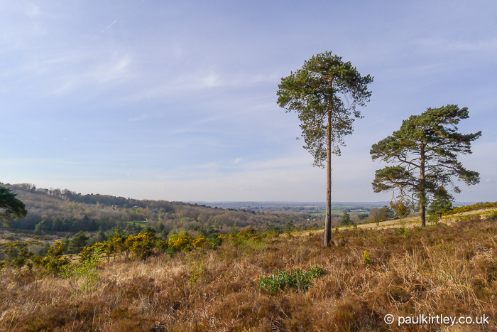 A couple of isolated Scots pines standing on heathland in Southern England