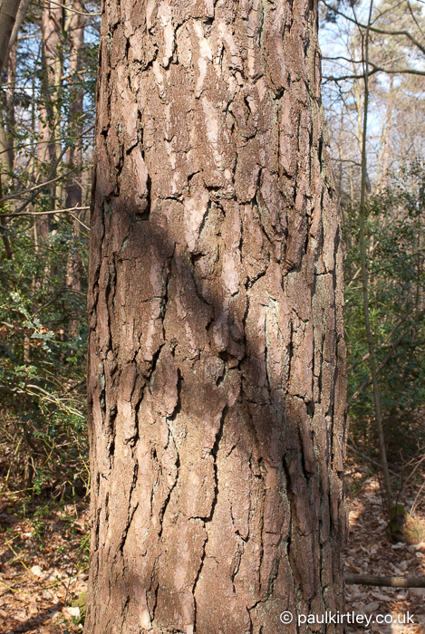 Lower trunk bark of Scots pine, fissured and plated