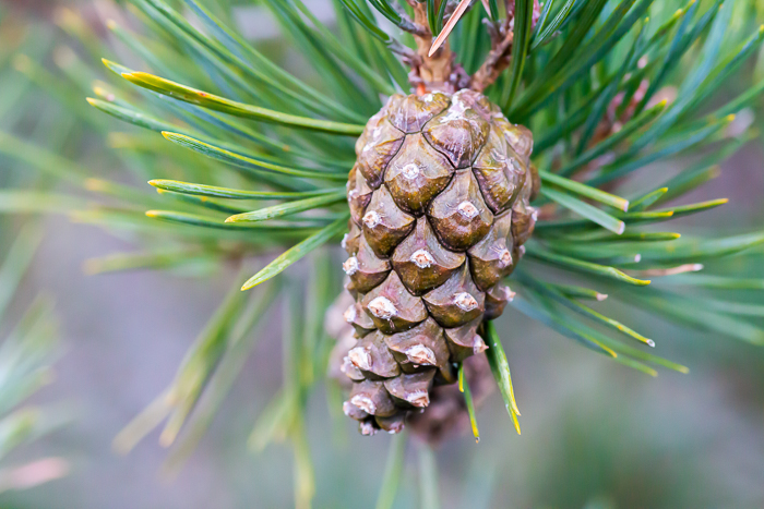 Scots pine cone close-up image with green colour giving way to brown