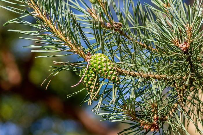 Young green cones on Scots pine, Pinus sylvestris