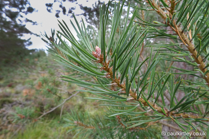 Scots pine shoot with clear view of foliage including fascicle sheath