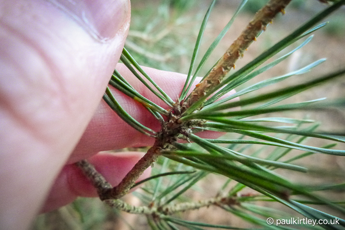 Paired twisted needles of Pinus sylvestris
