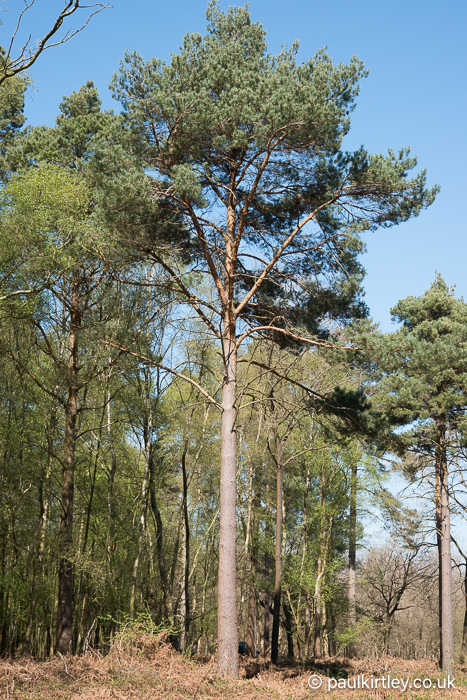 Open-crowned pine with straight trunk lacking lower branches