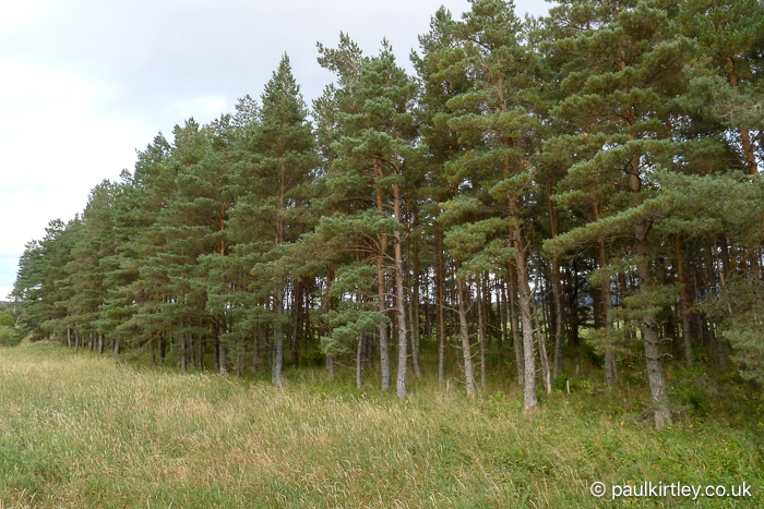 A maturing Scots pine plantation with trees all the same size