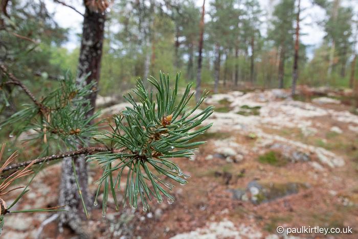 Scots pine shoot ends against background of forest in Sweden