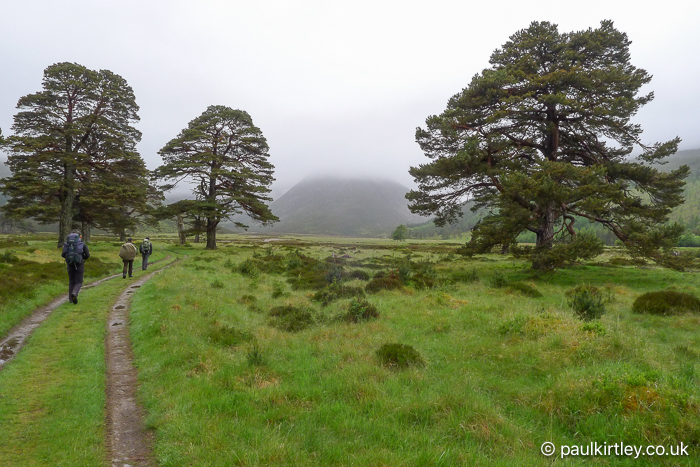 Mature Scots pine trees in a remote Scottish glen, with hikers walking by