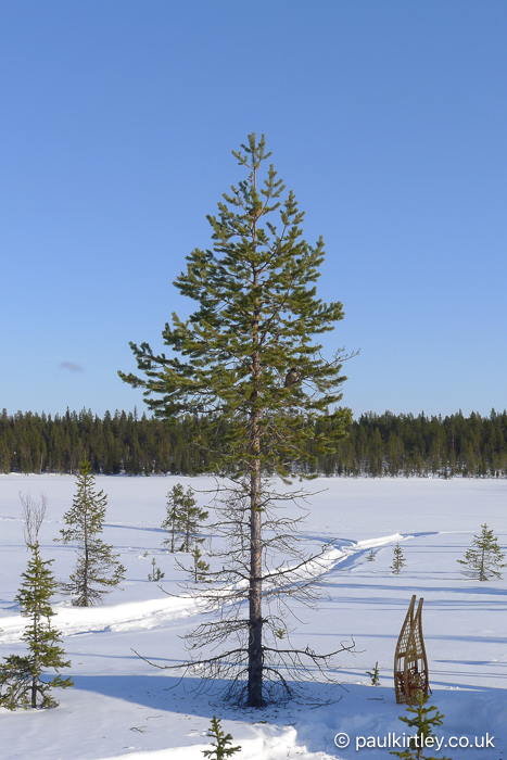 Young Scots pine tree against a snowy background