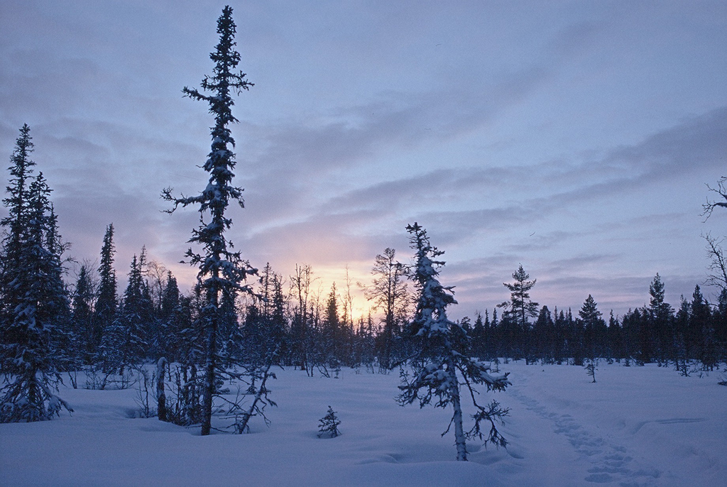 Snow Shelters: Why We Don't Build Igloos In The Forest