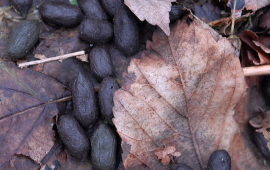 Roe deer droppings