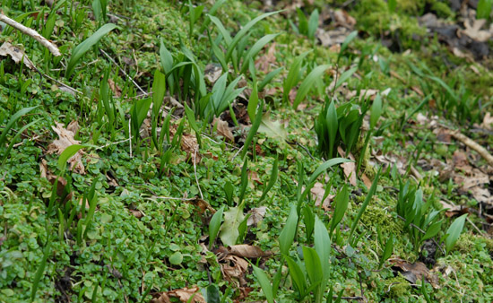 Foraging for Spring greens - Ramsons and Opposite-Leaved Golden Saxifrage.