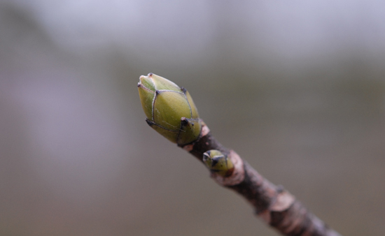 Sycamore, Acer pseudoplatanus, bud