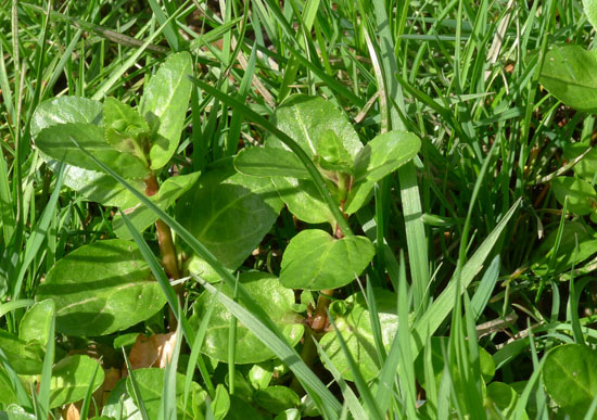 Brooklime, Veronica beccabunga