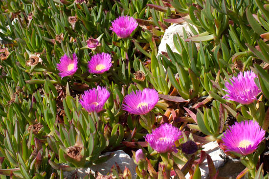 Hottentot Figs, Carpobrotus edulis