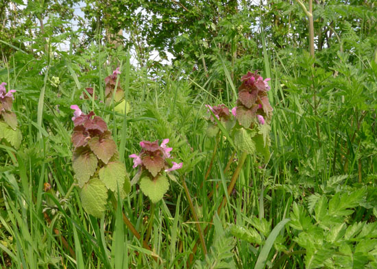 Red Dead-nettle, Lamium purpureum, East Sussex, April