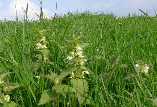 White Dead-nettle, Lamium Album