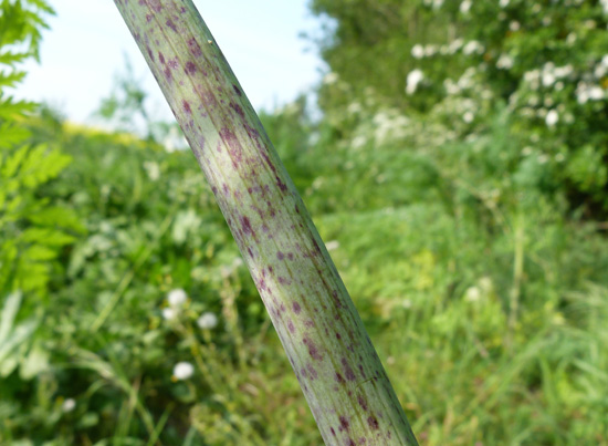 Hemlock, Conium maculatum,