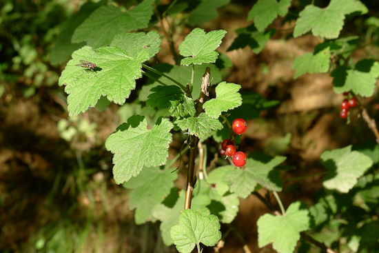 currents berry bush