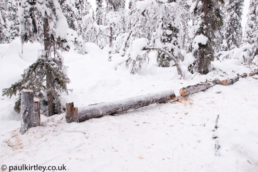 Felled dead standing Scots Pine trees in Sweden