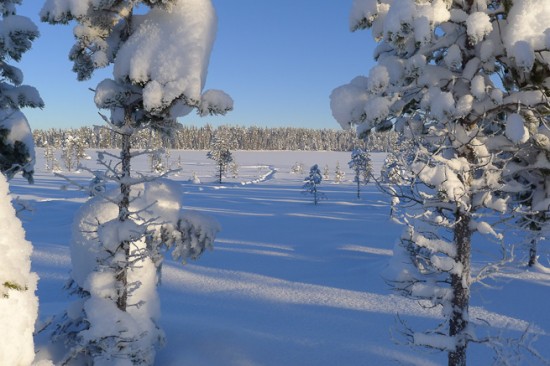 Winter Magic: Return To The Northern Forest