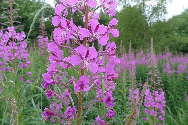 Rosebay Willowherb Benefits Willow Herb Benefits IMBN