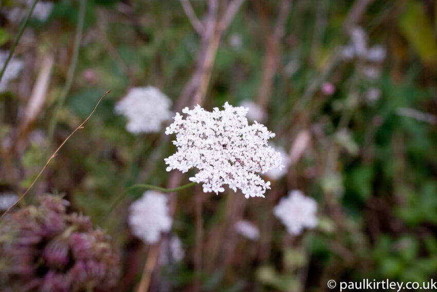 White umbrella-like flower head on a plant