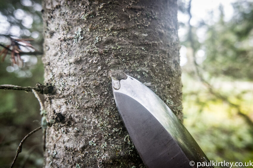 A balsam fir sap blister being popped with the tip of a knife