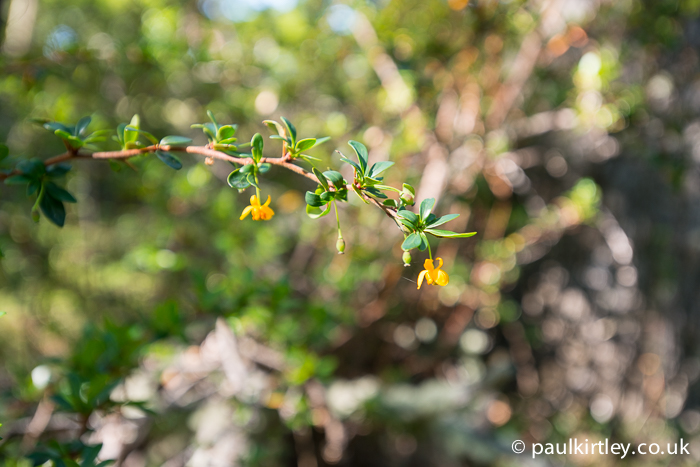 Calafate in flower