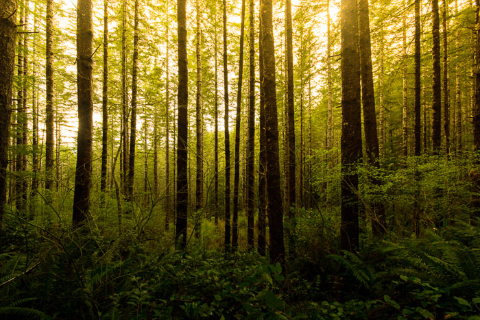 Lovely lush woodlands