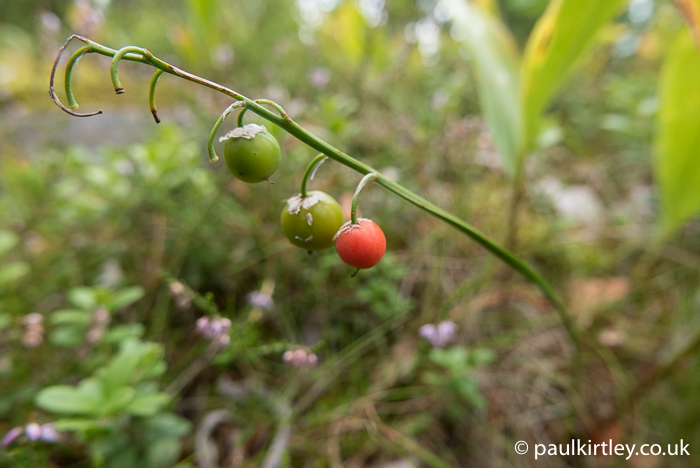 Green and red berries of Lily of the Valley dangline from stem