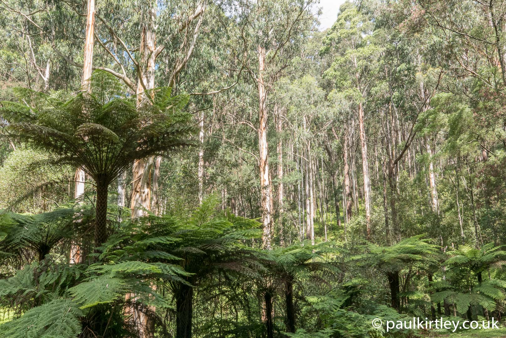 Tree ferns and mountain ash in the Dandenong Ranges, Victoria, Australia