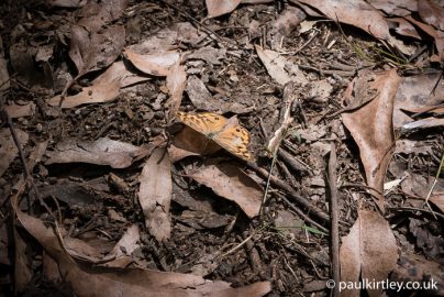 Wild Wanderings 11 - Strangers In A Strange Land