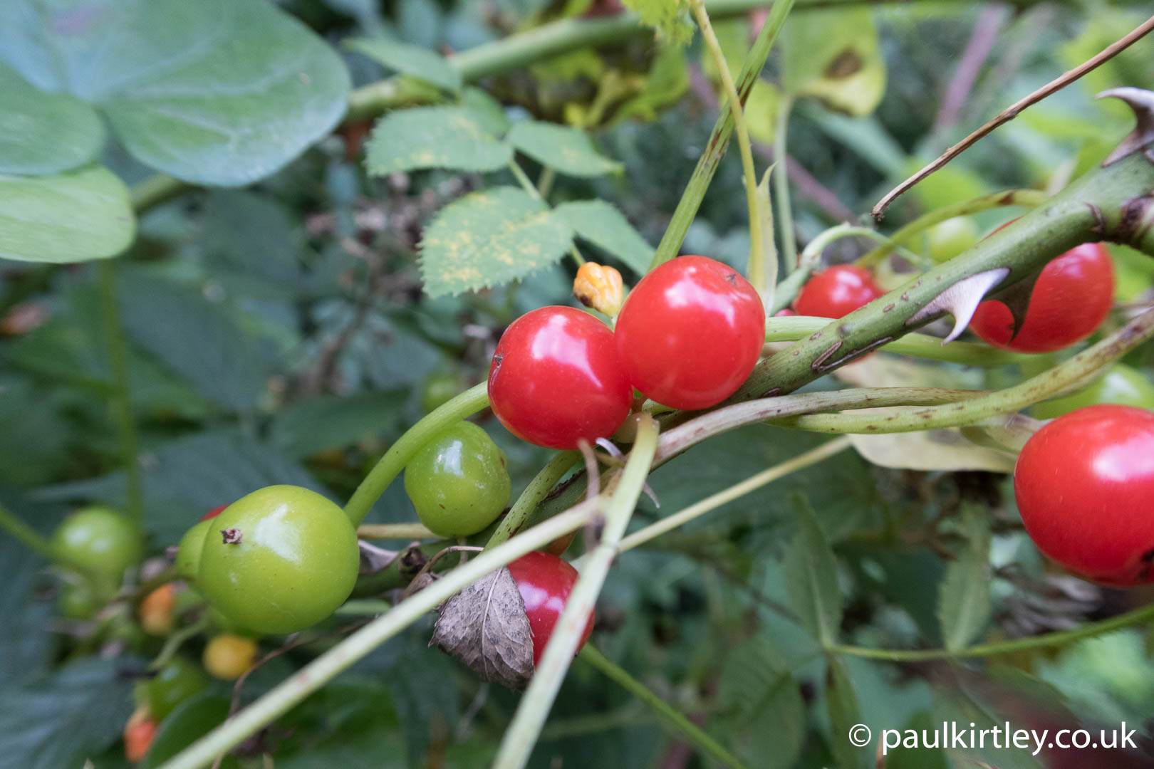 climbing plant with red berries