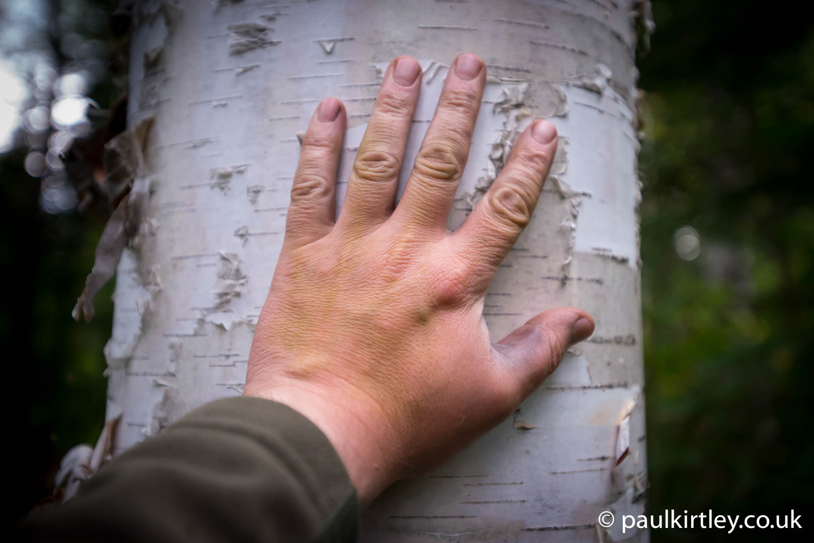 Human hand on birch tree