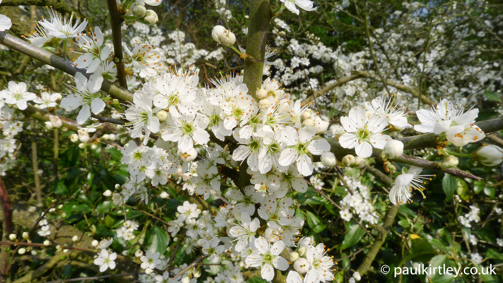 vibrant white blossom