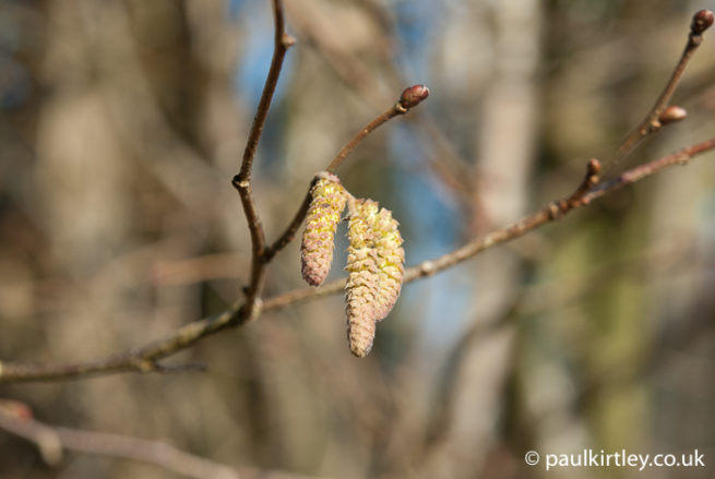 Catkins In Common: ID Features Of Three Widespread European Trees