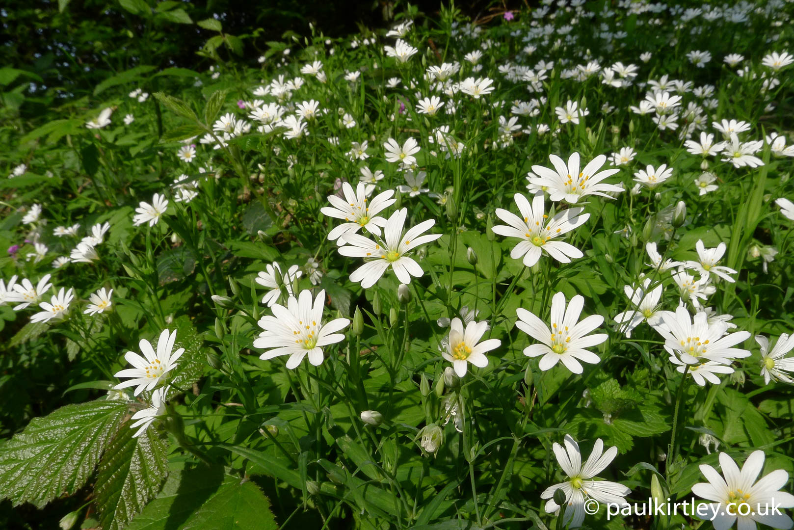 In Search Of Winter Greenery: Twelve Candidates For Frosty Foraging