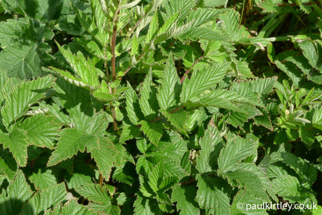 12 Easy-To-Forage European Plants For Spring And Early Summer