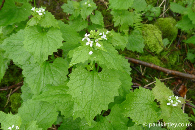 12 Easy-To-Forage European Plants For Spring And Early Summer