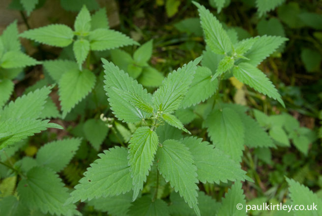 12 Easy-To-Forage European Plants For Spring And Early Summer