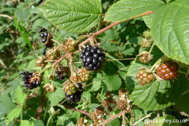 Ten Of The Best European Berries To Forage