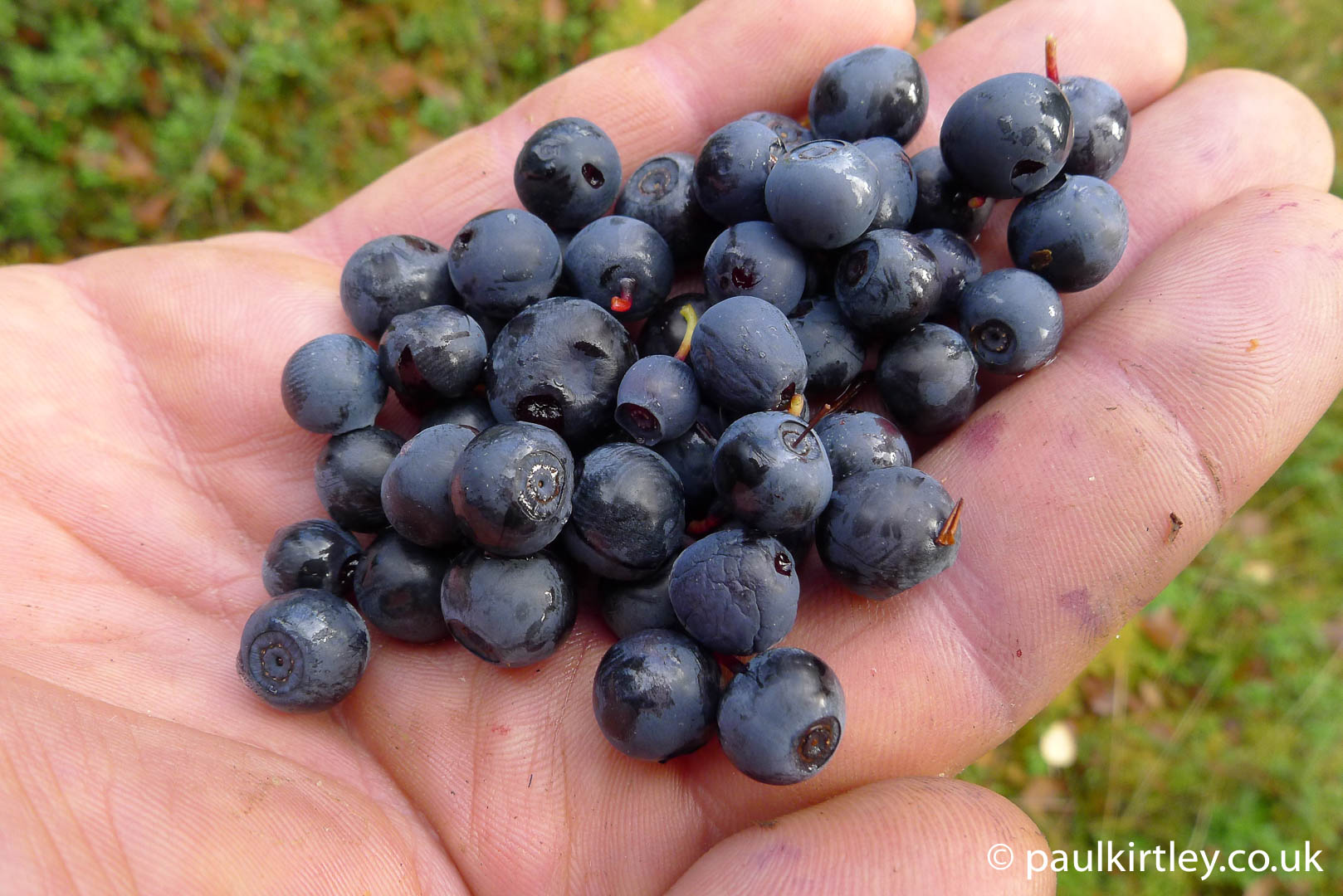 Bilberries - one of the best berries to forage
