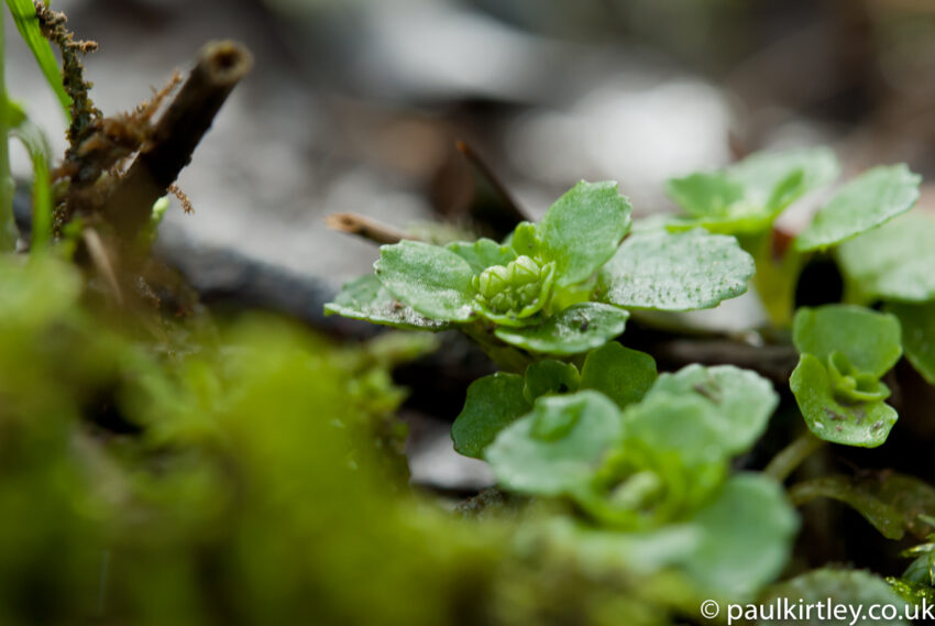 Small green leaves available to eat in the winter